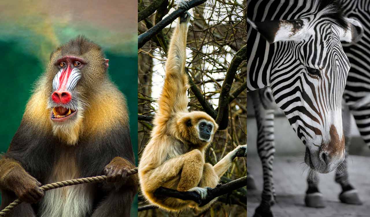 Hyderabad Zoo to welcome Mandrill, Hoolock Gibbons and Zebras after decades