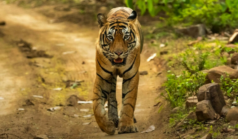 Tiger on cattle killing spree in Asifabad, panic grips villagers