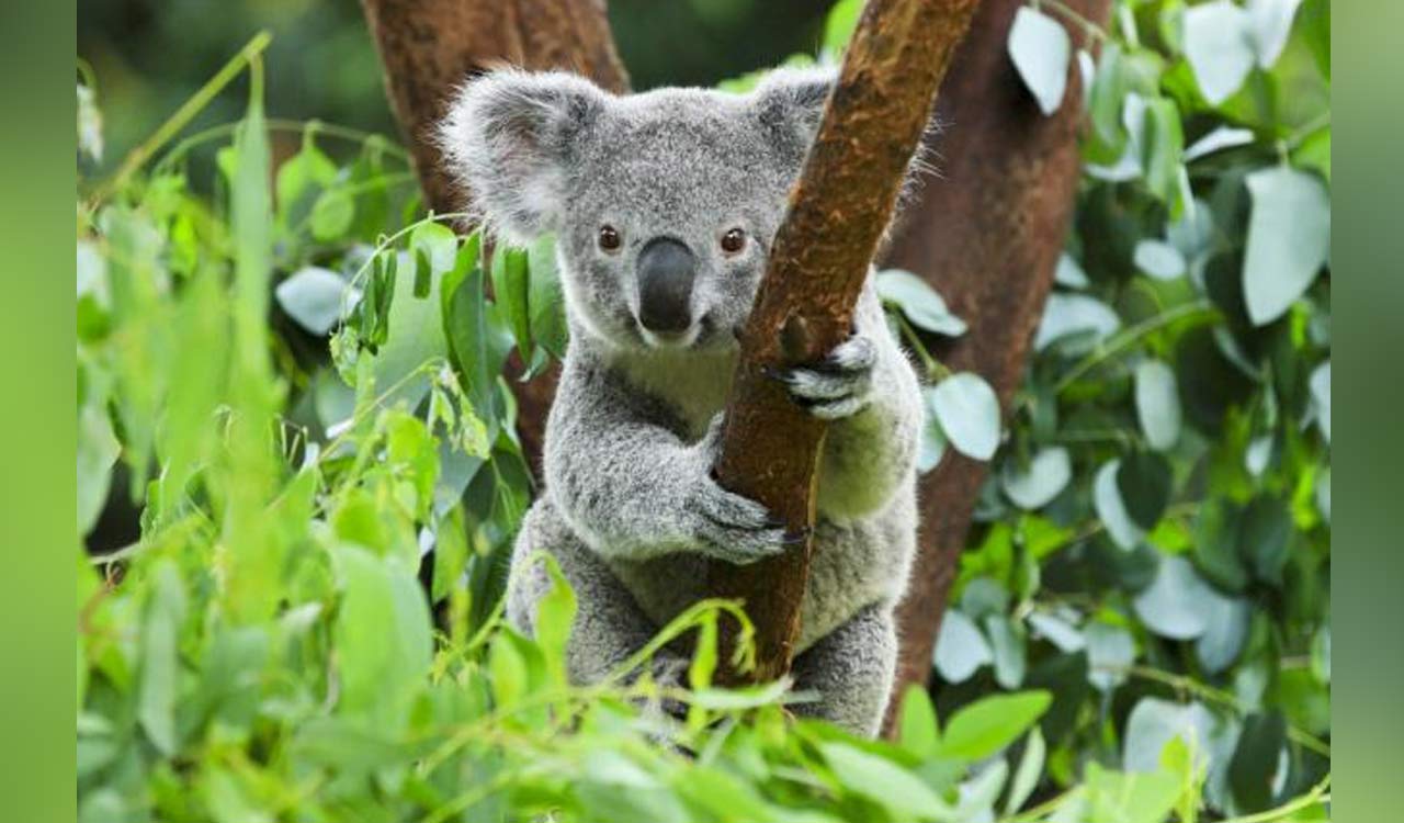Australia approves world-first vaccine to save koalas from chlamydia