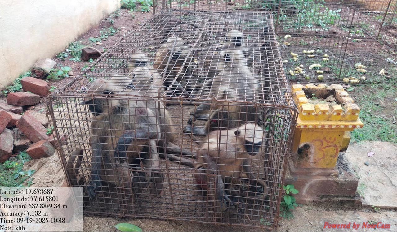 Forest team captures 22 langurs after attacks in Zaheerabad