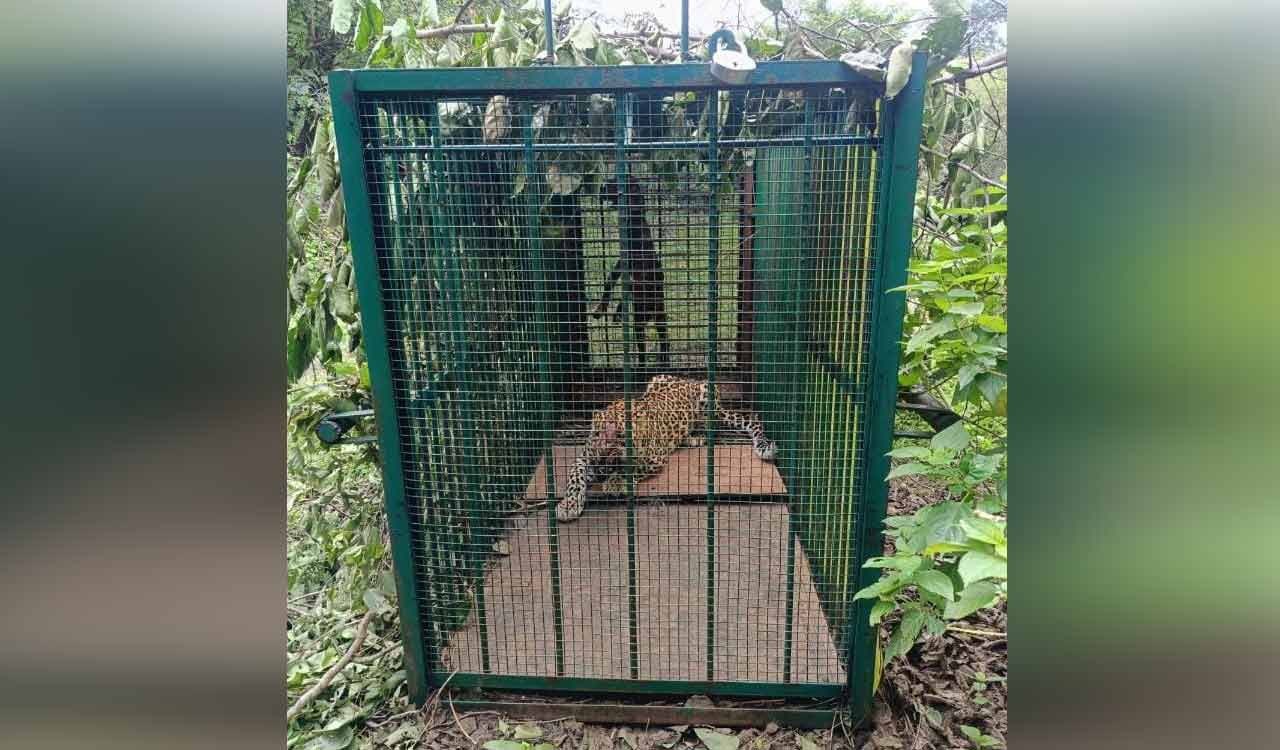 Leopard trapped after three months near Tirumala Dev Gutta of Mahabubnagar