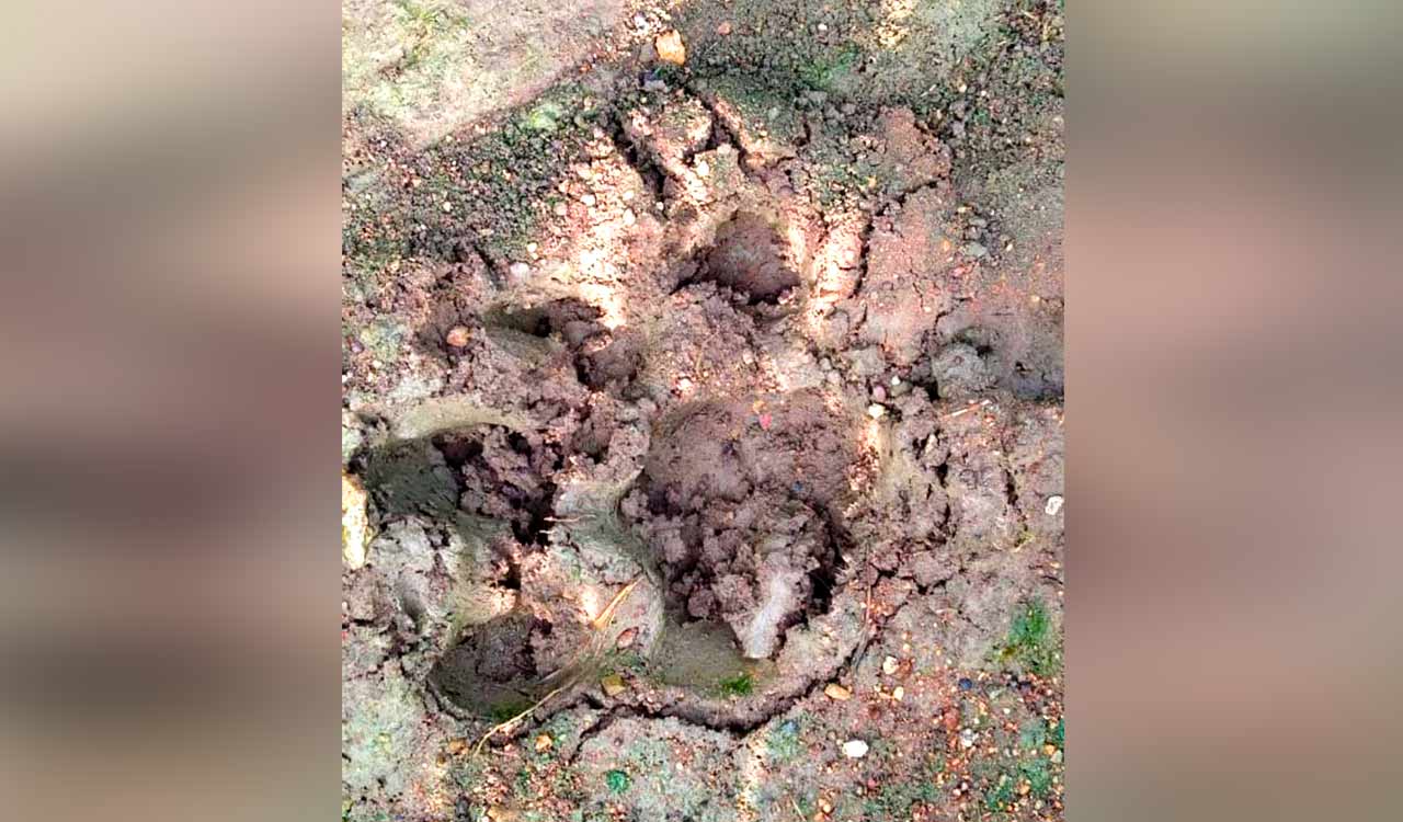 Movement of migrant tiger triggers panic among locals in Mulugu