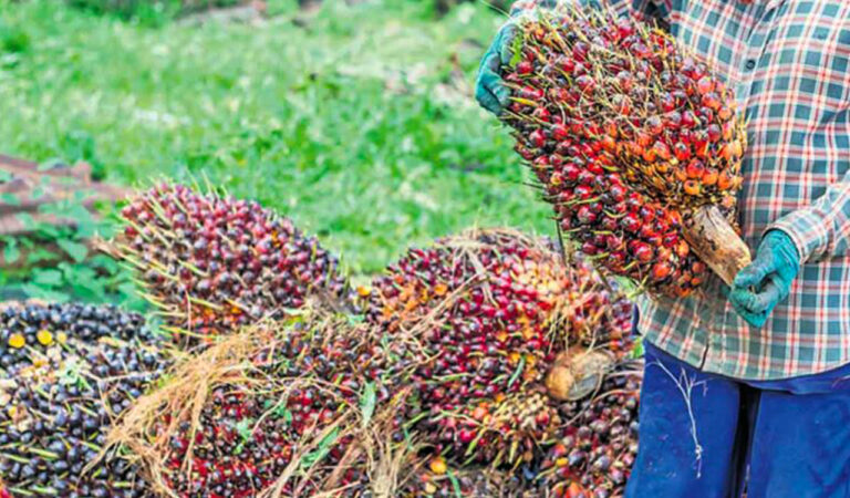 Oil Palm