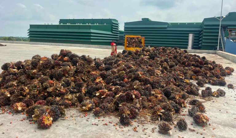 Oil Palm Factory