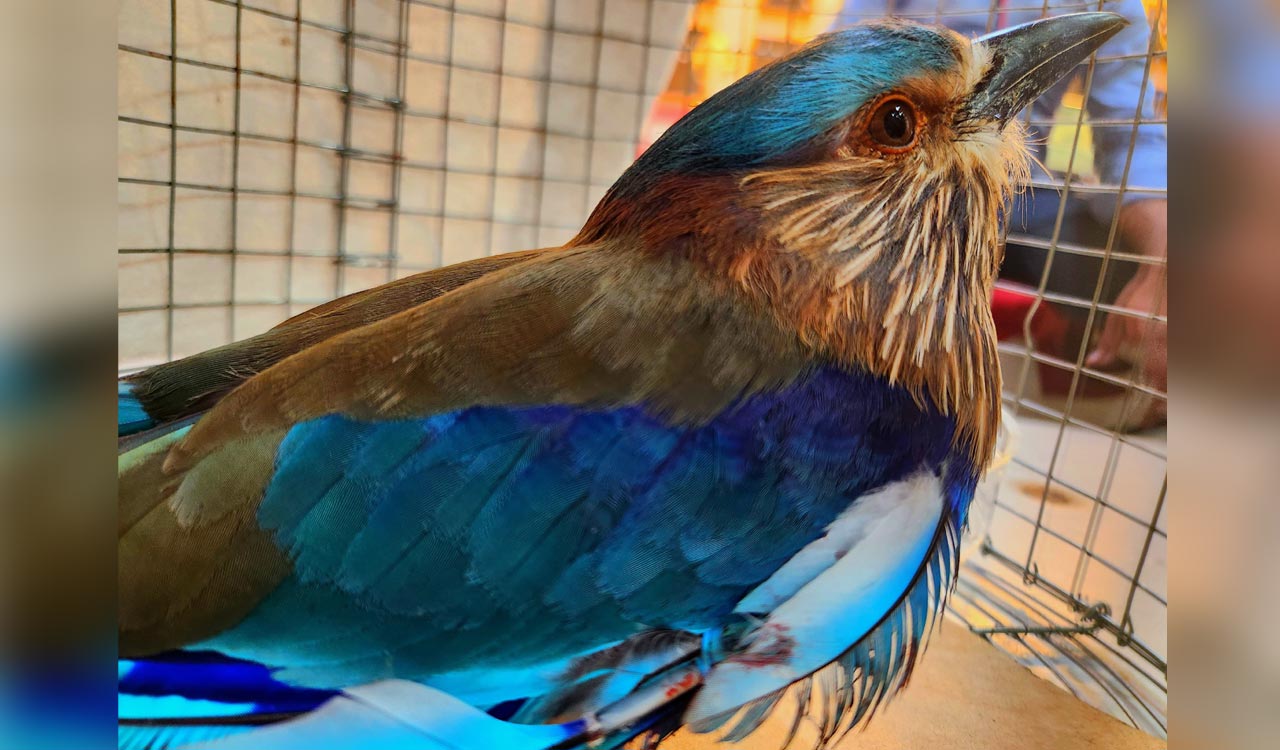 ‘Palapitta’ rescue drive intensifies during Dasara festival in Hyderabad