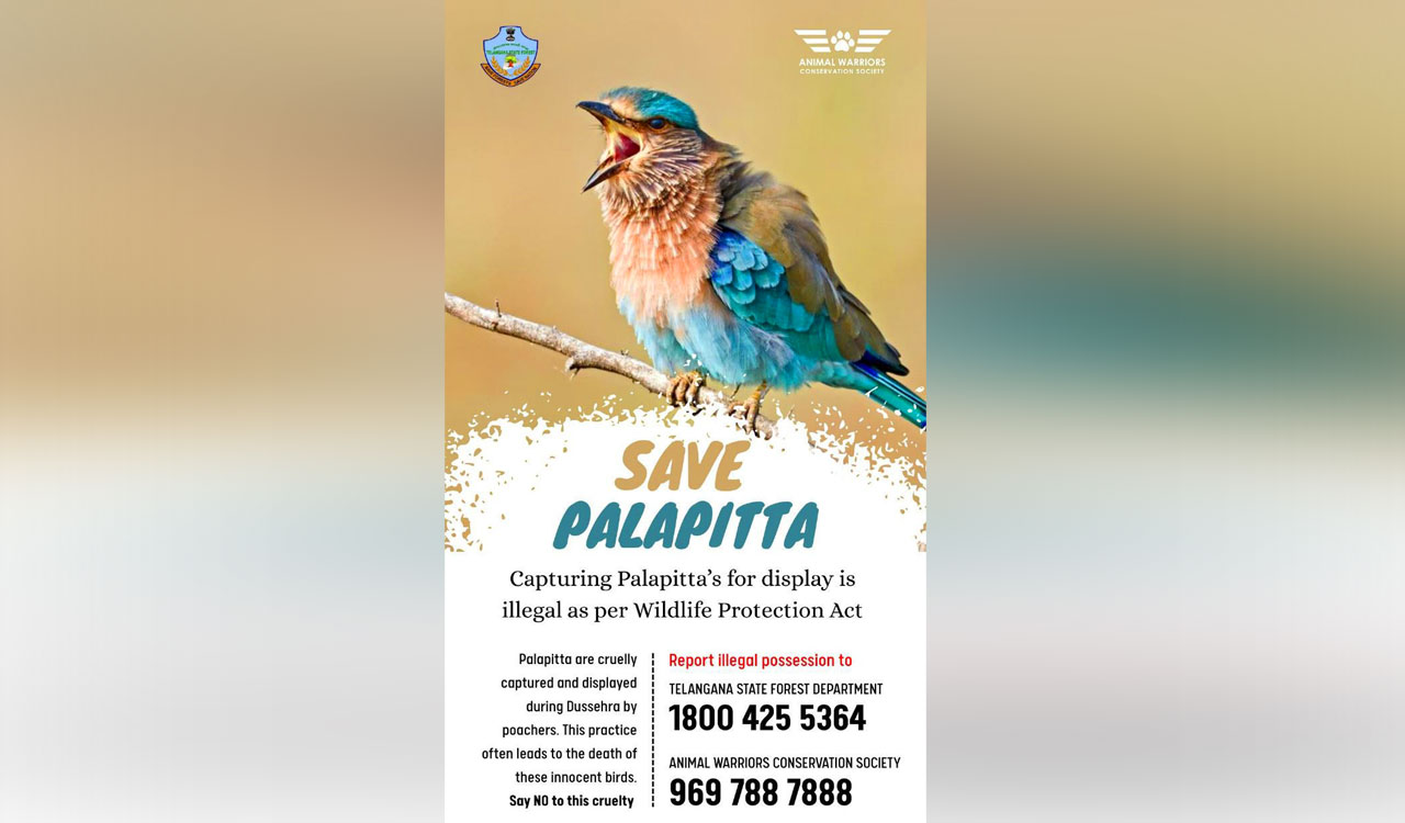 Poaching of Telangana’s State bird Palapitta rises during Dasara despite declining population