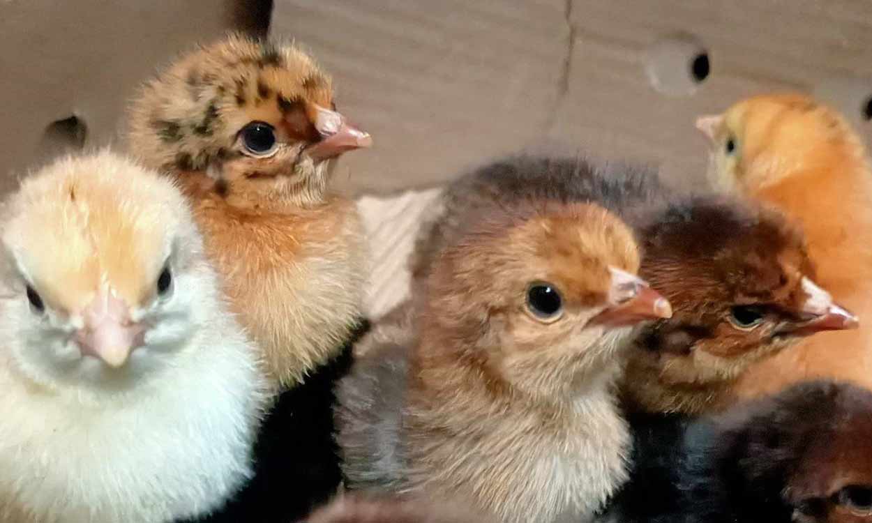 Telangana Horticultural University distributes free chicks to SC, ST and Koya farmers