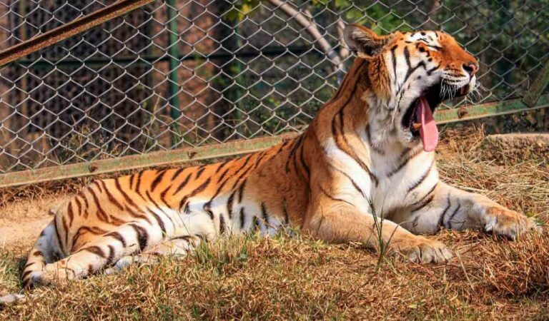 Young tiger travels 450 km to settle in Yedshi Ramling Ghat Sanctuary, first in decades