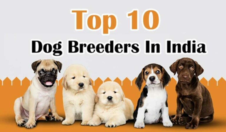 Dog Breeders