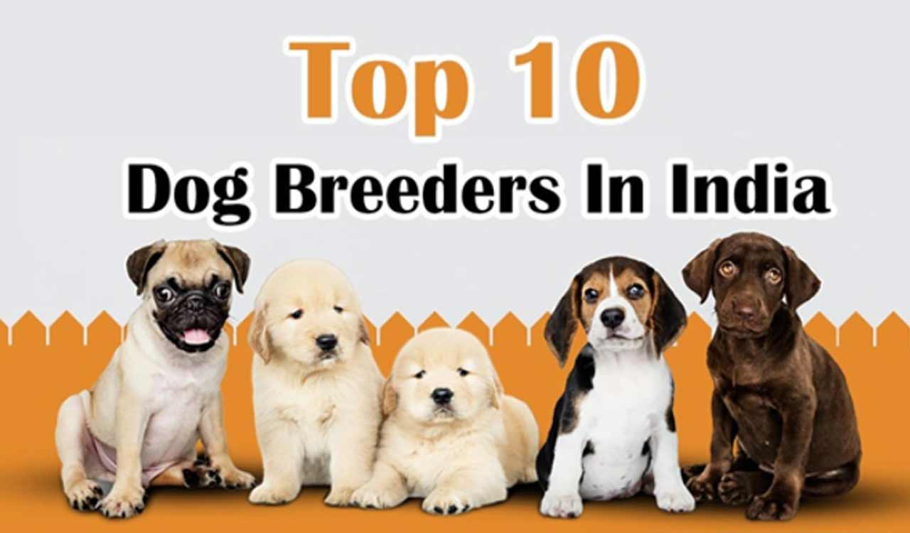 Top 10 Dog Breeders In India