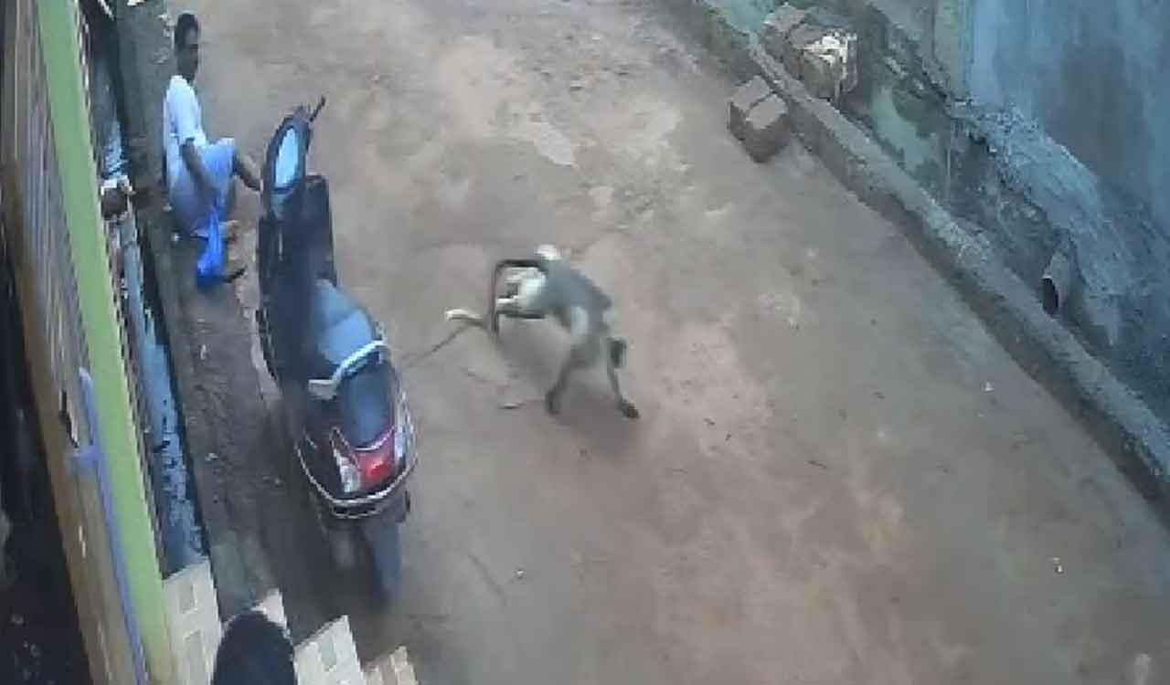 Telangana: Panic in Zaheerabad as Langurs attack residents across colonies
