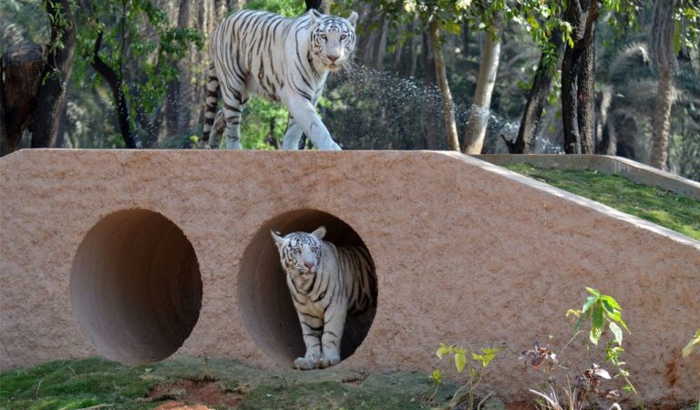 Zoo