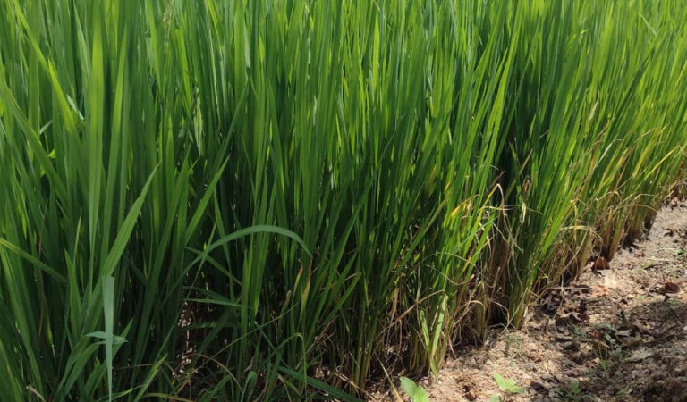 Paddy crop hit by bacterial leaf blight in Karimnagar