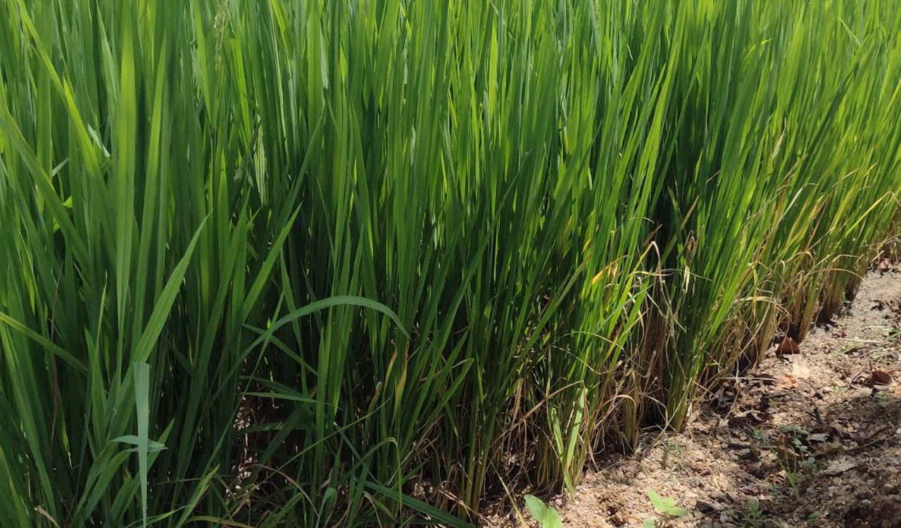 Karimnagar farmers face twin threats: Urea shortage and bacterial leaf blight in paddy crop