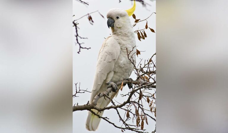 Cockatoos