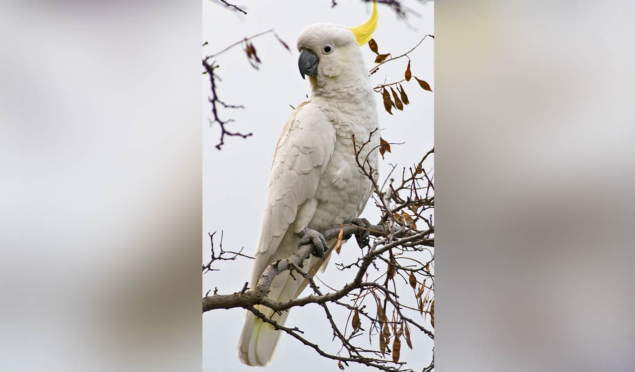 Nest boxes help endangered cockatoos find homes in urban Hong Kong