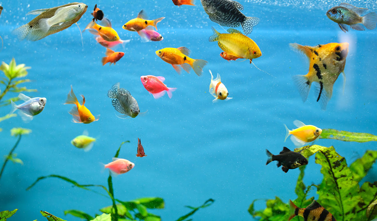 Fish ‘fingerprints’ in the ocean reveal which species are moving homes due to climate change