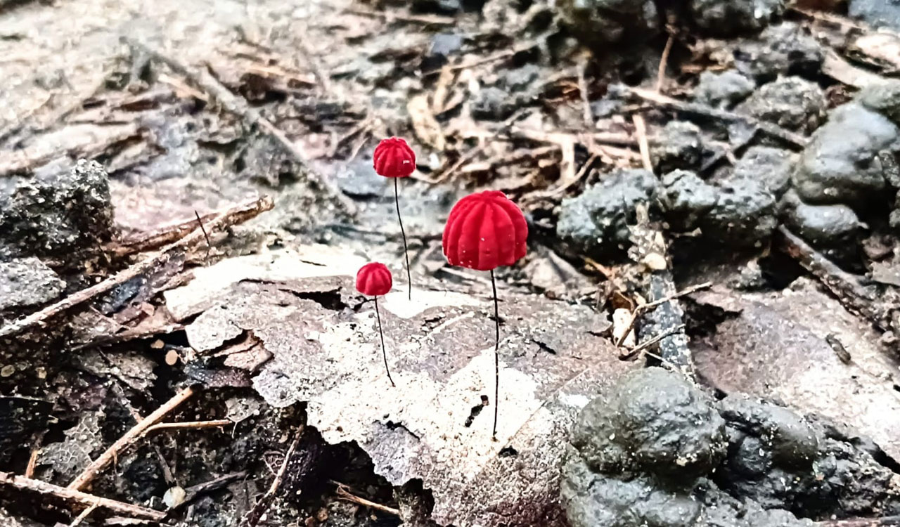Purple Pinwheel fungi recorded in Telangana for first time