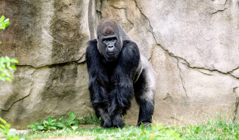 Mountain Gorilla from Uganda