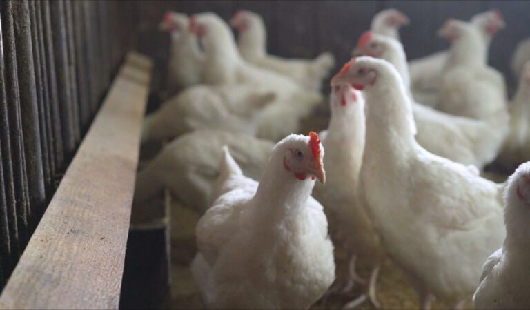 The USDA confirmed H5N1 avian flu in a Nebraska dairy herd, the state’s first case. Officials assured milk supply safety, while urging farms to boost biosecurity as investigations continue.