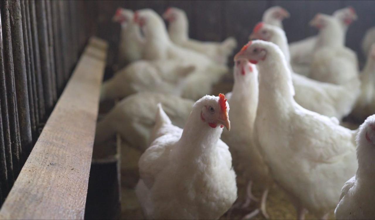 US confirms highly pathogenic avian flu in Nebraska dairy herd