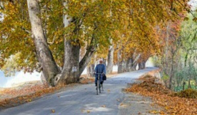 Kashmir’s autumn transforms the Valley into golden landscapes, with paddy harvests, Chinar trees turning crimson, Cicada songs, and apple orchards. Farmers, herders, and locals embrace the season’s beauty while preparing for harsh winter.