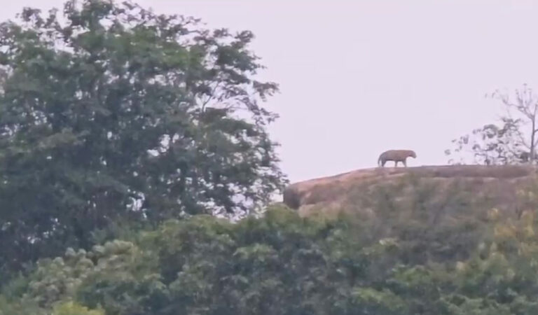 Another leopard sighted at Tirumala Dev Gutta in Mahabubnagar