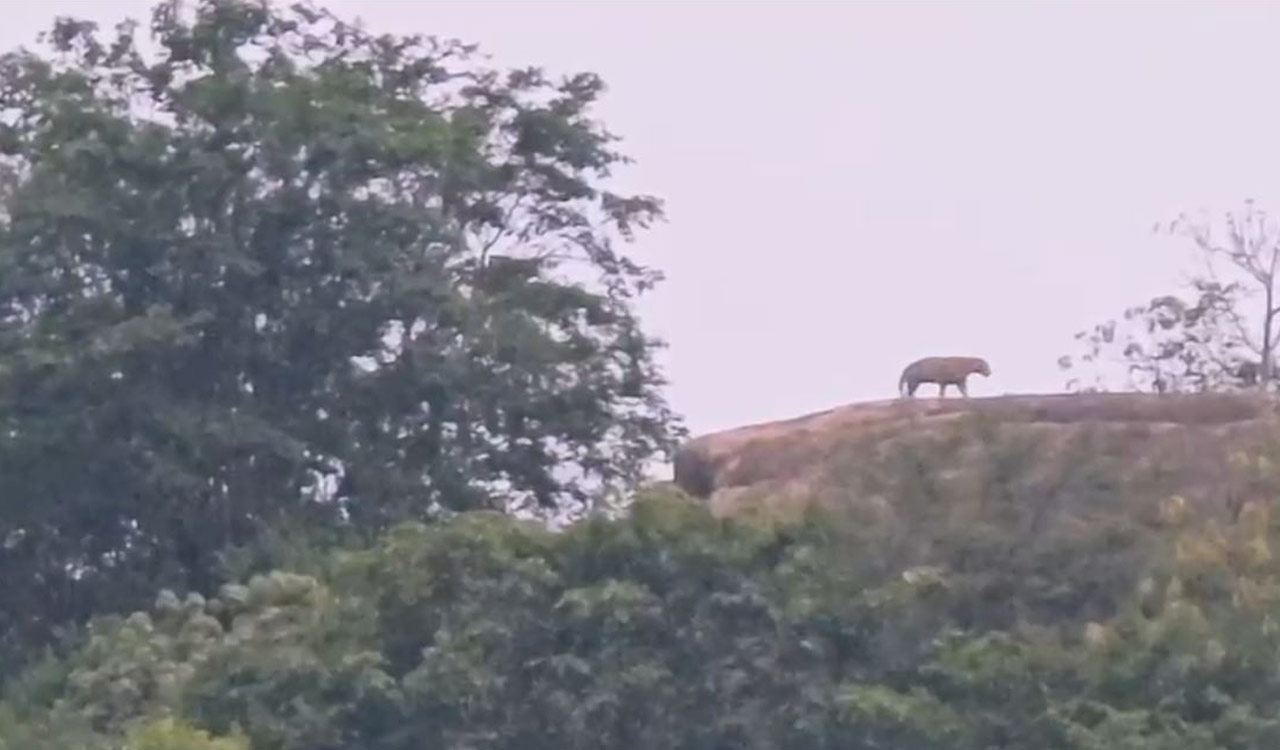 Video: Another leopard sighted at Tirumala Dev Gutta in Mahabubnagar