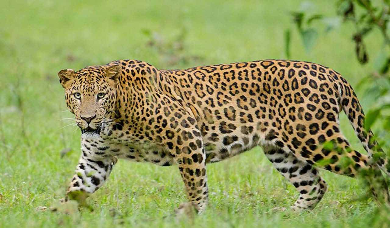 Cow-attacking leopard caught after month-long rampage in UP’s Sitapur
