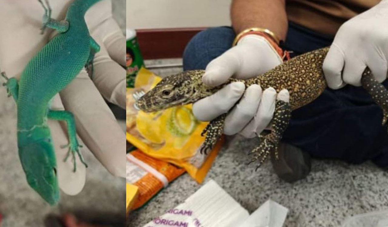 Exotic lizards seized at Hyderabad airport; two flyers booked
