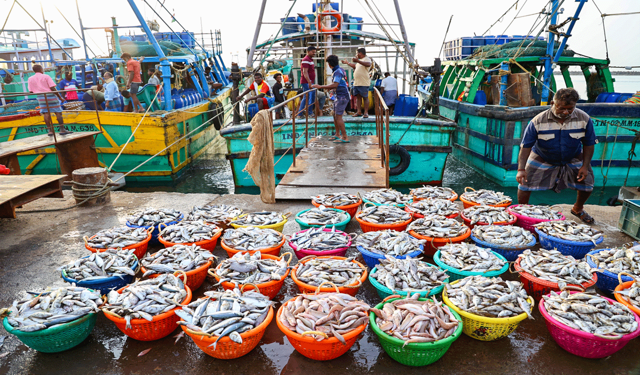 Govt to hold investors’ meet in Lakshadweep to boost exports of tuna, seaweed