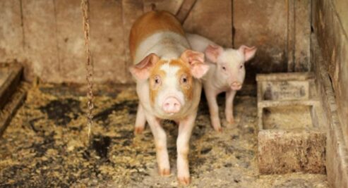 Pigs