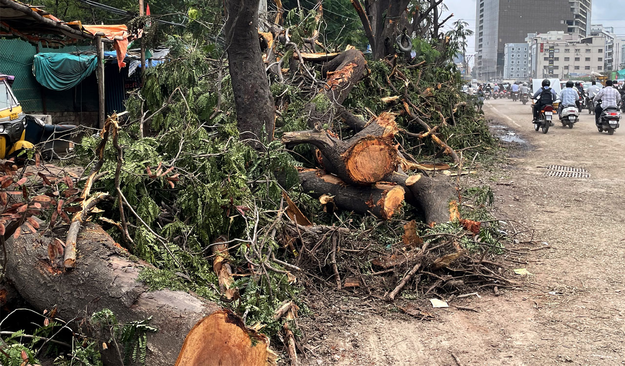 Chopped, not pruned, as ground staff cut down trees mercilessly in Hyderabad