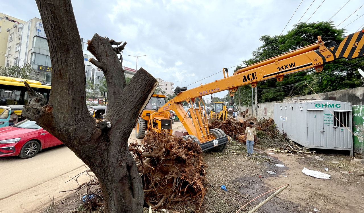 Chopped, not pruned, as ground staff cut down trees mercilessly in Hyderabad