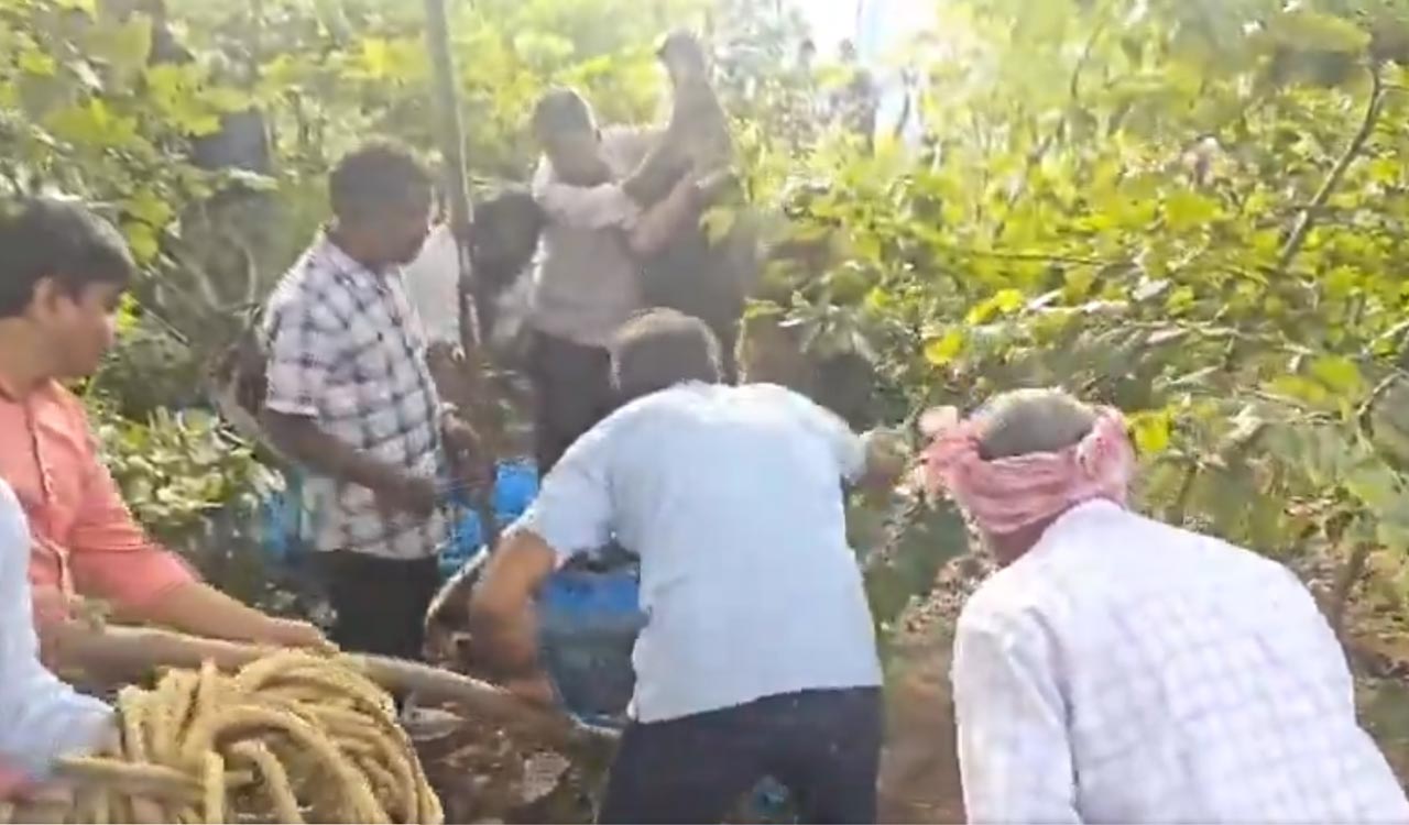 Hyderabad: Mild panic in Abdullapurmet as 12-feet crocodile appears near canal