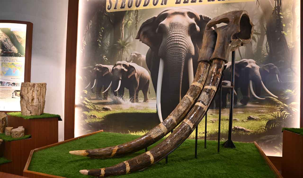 Hyderabad: BM Birla Science Centre unveils magnificent 7-foot Stegodon tusks, other ancient wonders