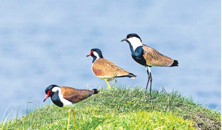 Birds