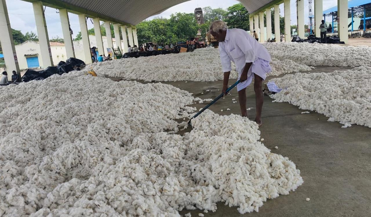 Cotton farmers in Adilabad struggle to sell wet produce after Cyclone Montha rains