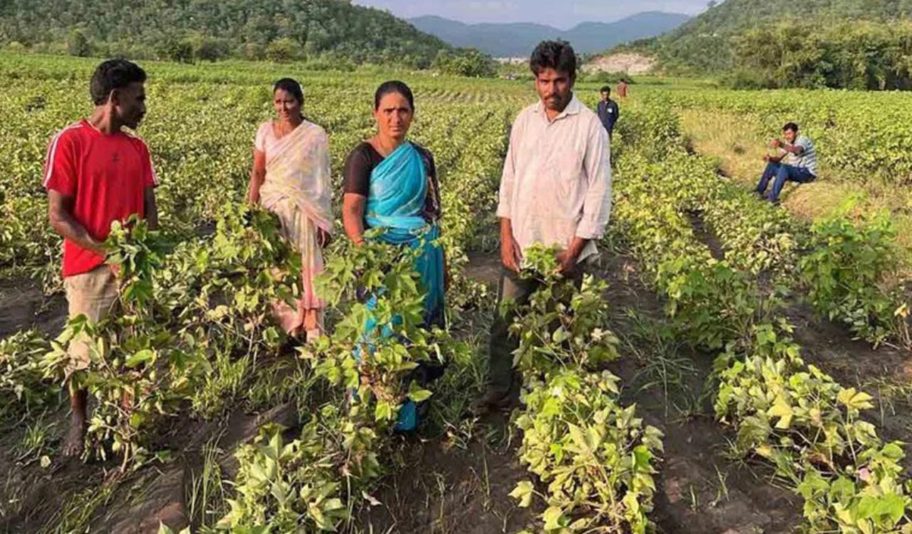 Cotton farmers face heavy losses in Khammam due to rains