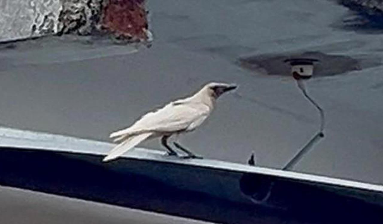 Rare white house crow with complete leucism spotted in Mancherial