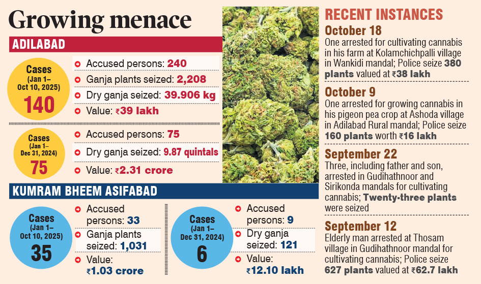 Cannabis cultivation continues despite intensified police crackdown in Adilabad