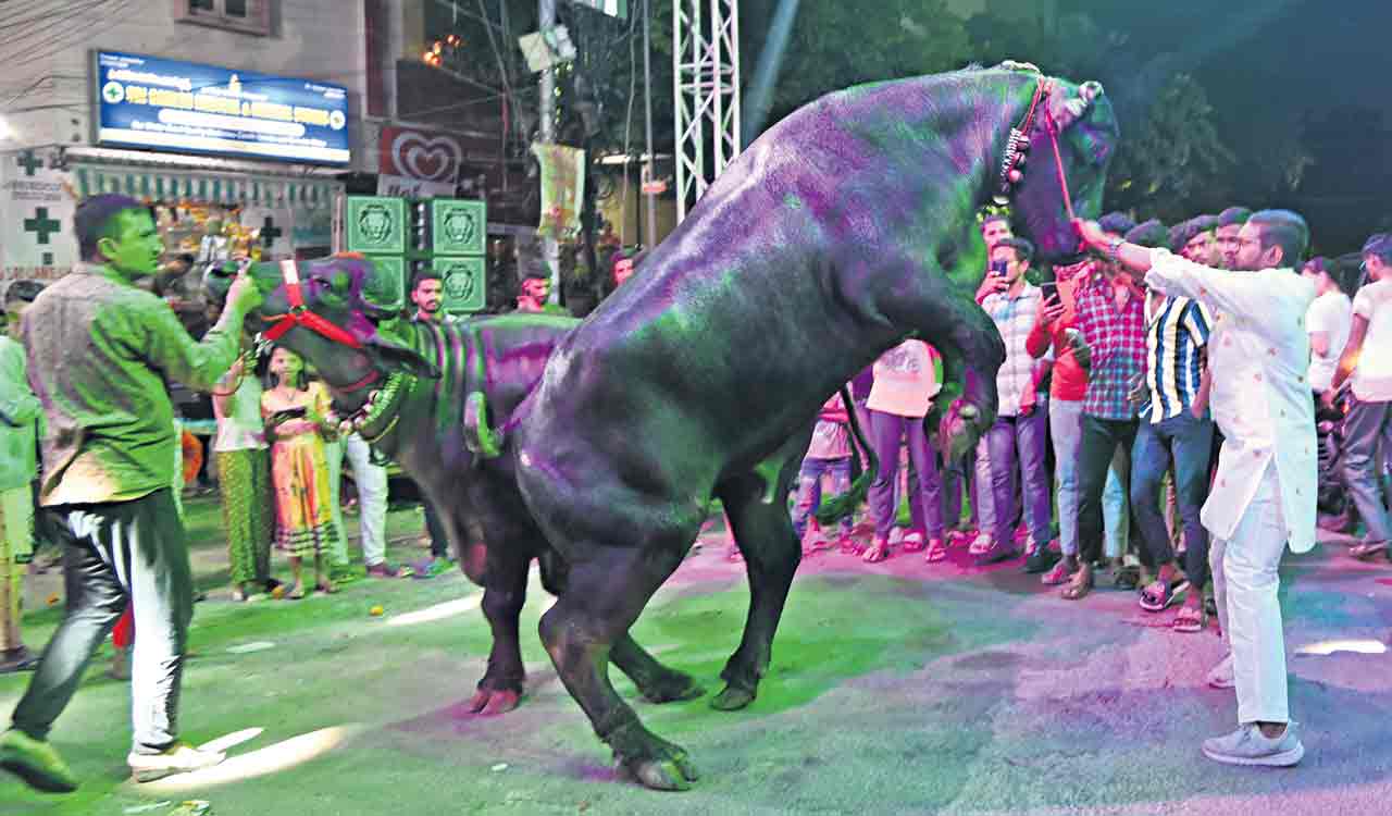 Hyderabad celebrates Sadar festival with vibrant buffalo carnival, music, and tradition