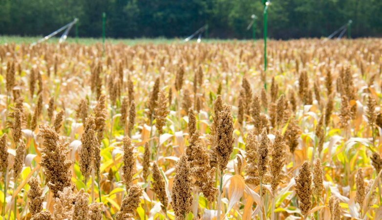 Icrisat