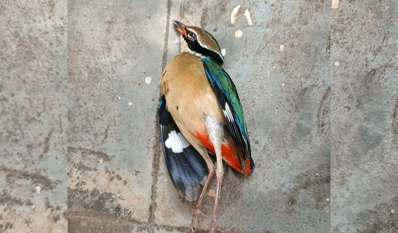 Indian Pitta migration turns tragic as birds crash into high-rise glass facades in cities