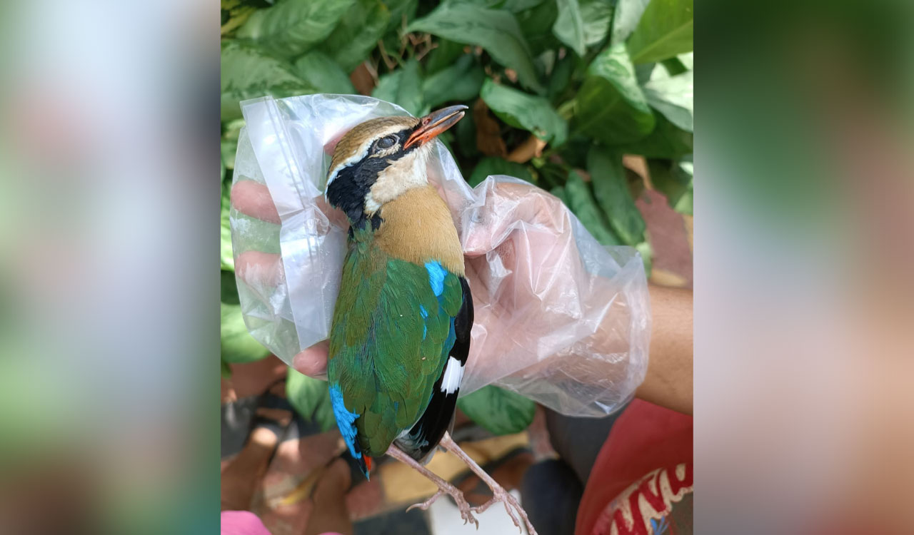 Indian Pitta migration turns tragic as birds crash into high-rise glass facades in cities