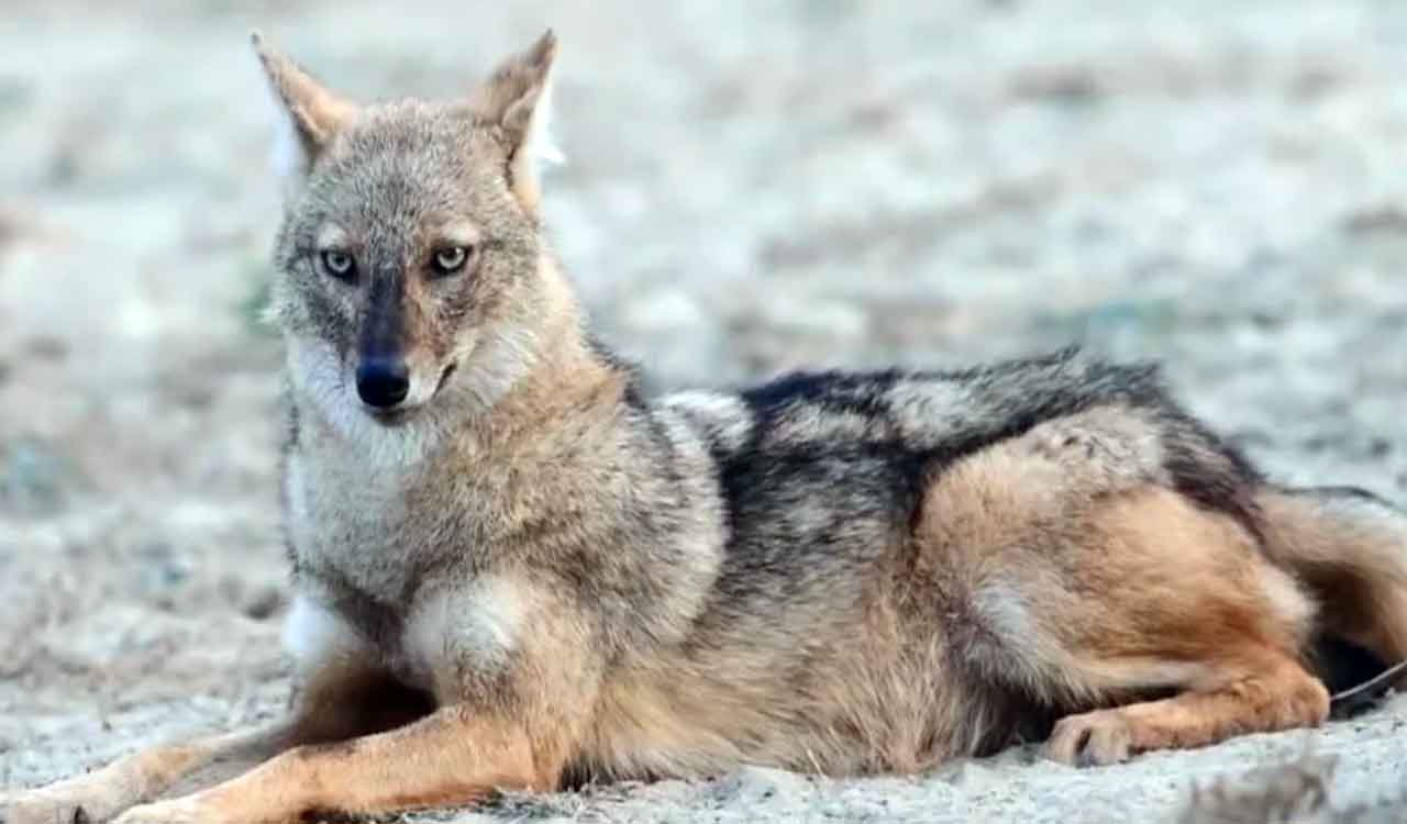 Rabid jackal killed in Bahraich after injuring five villagers