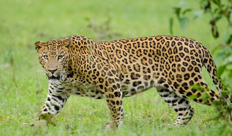 Leopard kills two cows in four days, sparks fear in Adilabad village