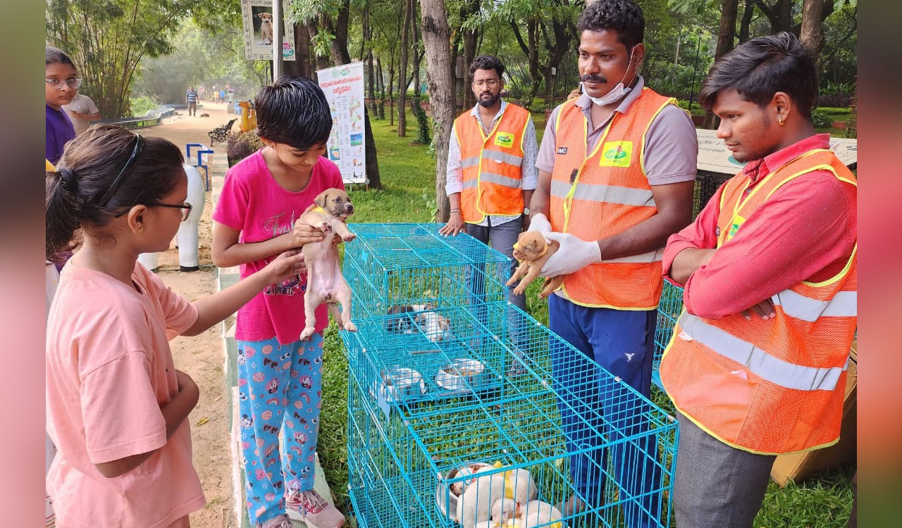 Hyderabad: 11 Indie puppies adopted at GHMC drive in JVR Park
