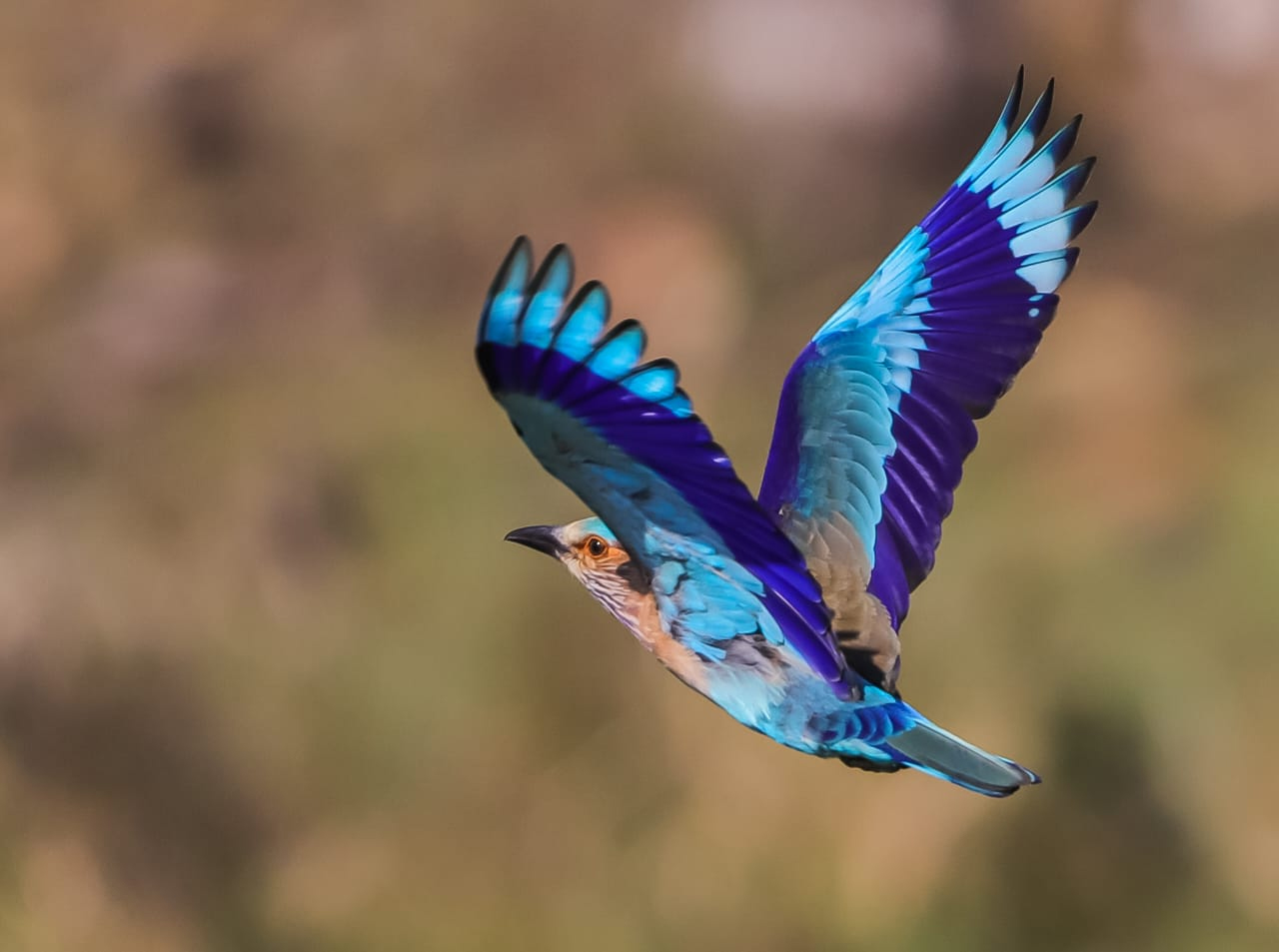 Palapitta in peril as poachers cage Telangana’s State bird during festivities