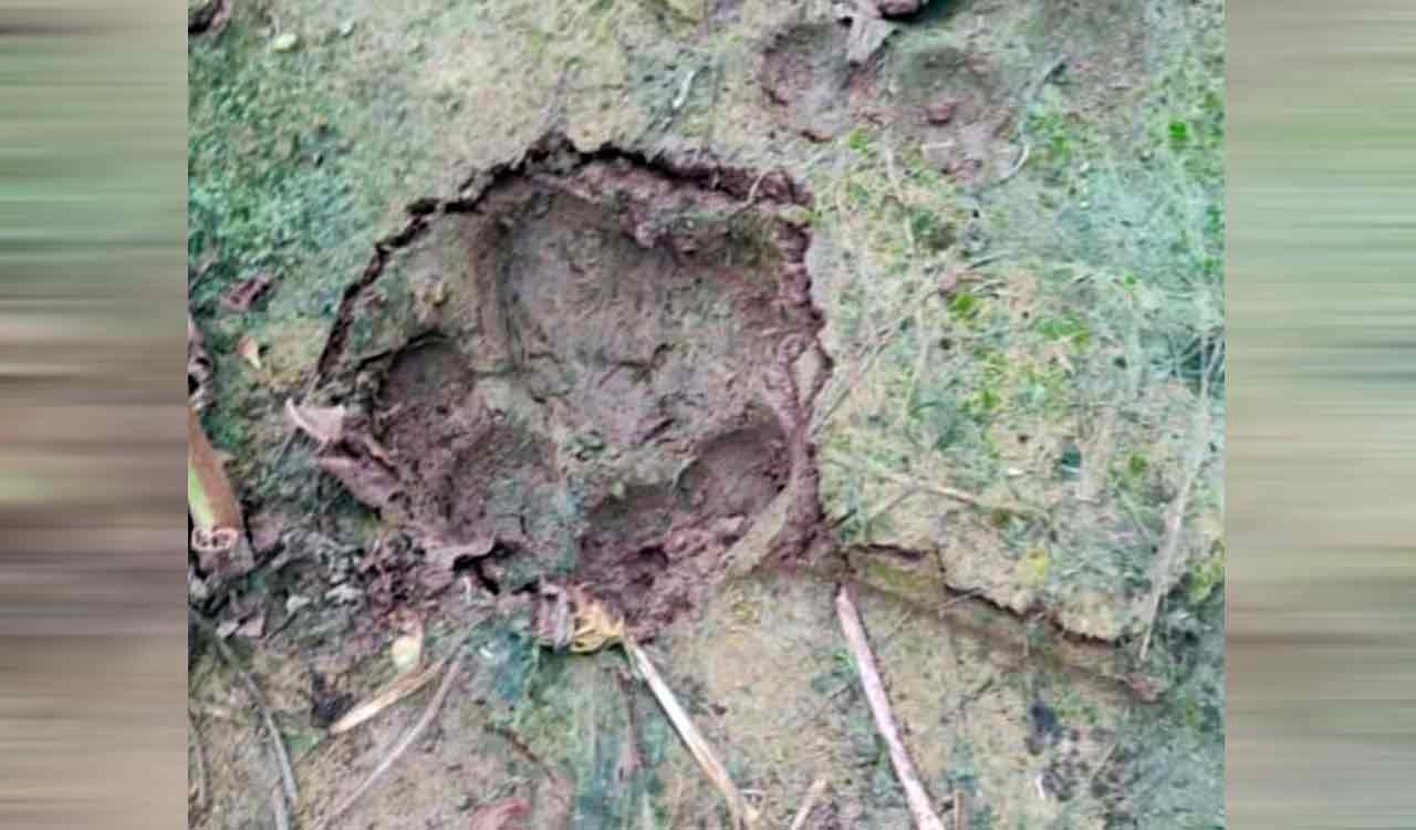 Tiger movement sparks panic among farmers in Kagaznagar division